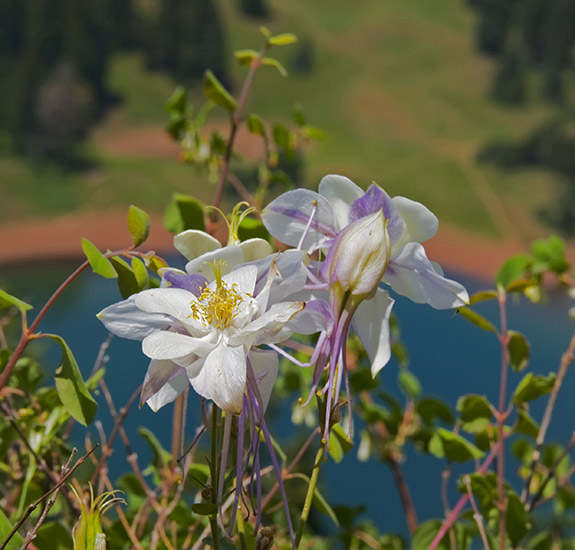 deso lake columbines